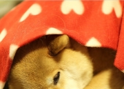 开云sport-阴影笼罩战场，浓眉在排名争夺夜的统治性宣言