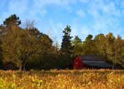 开云平台-双城记，尼克斯的狂野掀翻与伦纳德的冰冷掌控