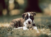 开云体育平台APP-引擎哲学与节奏艺术，F1揭幕战的马刺式智慧如何解码勇士难题