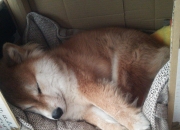 开云体育中国-浴血战神！迪马利亚利刃出鞘，一己之力改写宿命