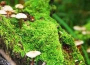 开云体育-阿尔瓦雷斯关键时刻爆发，连续得分助玻利维亚历史性战胜丹麦