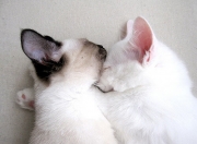 开云体育官网-命运塔罗，塔图姆的三分与吉林队的血战