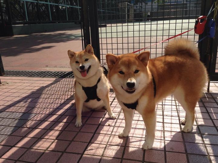 平行宇宙的哨响，当底特律齿轮转动山西的黄土