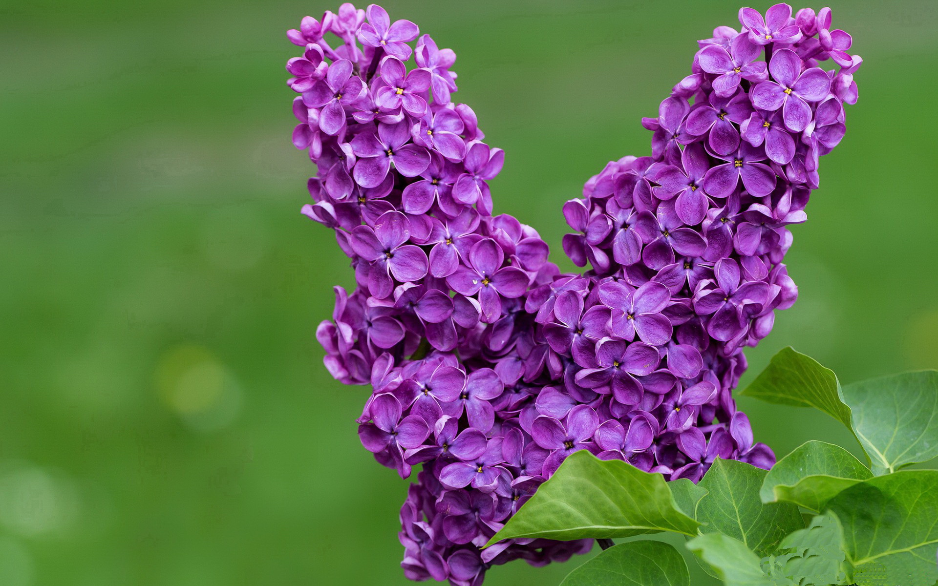 双线烽火，马竞绝境逆袭，穆勒统帅定乾坤