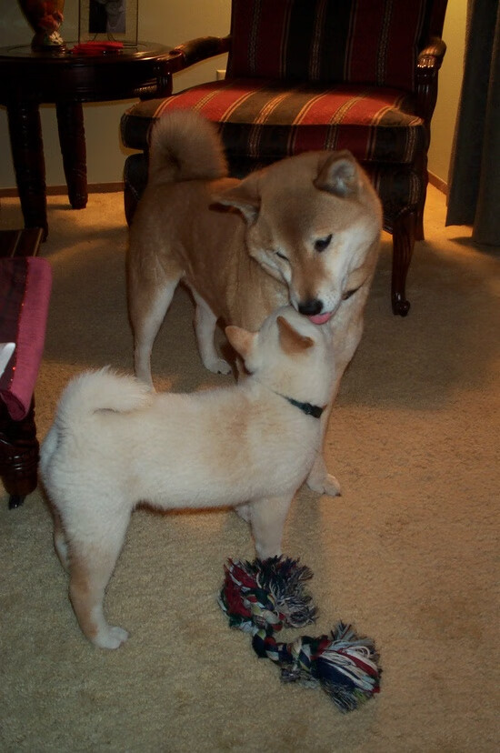 绿茵节奏师,当拜仁遭遇篮球智慧