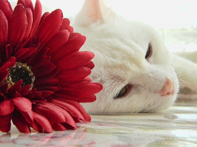 唯一掌控者,维尼修斯在希腊对阵AC米兰的比赛中的神级表现