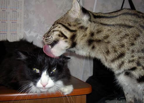 哨声为谁而鸣,当伊布穿上裁判服走进澳喀之战