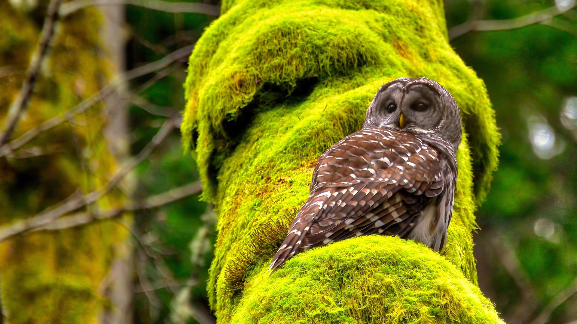 大堡礁防线对塞纳河星光，莱万一战封神的南半球宣言