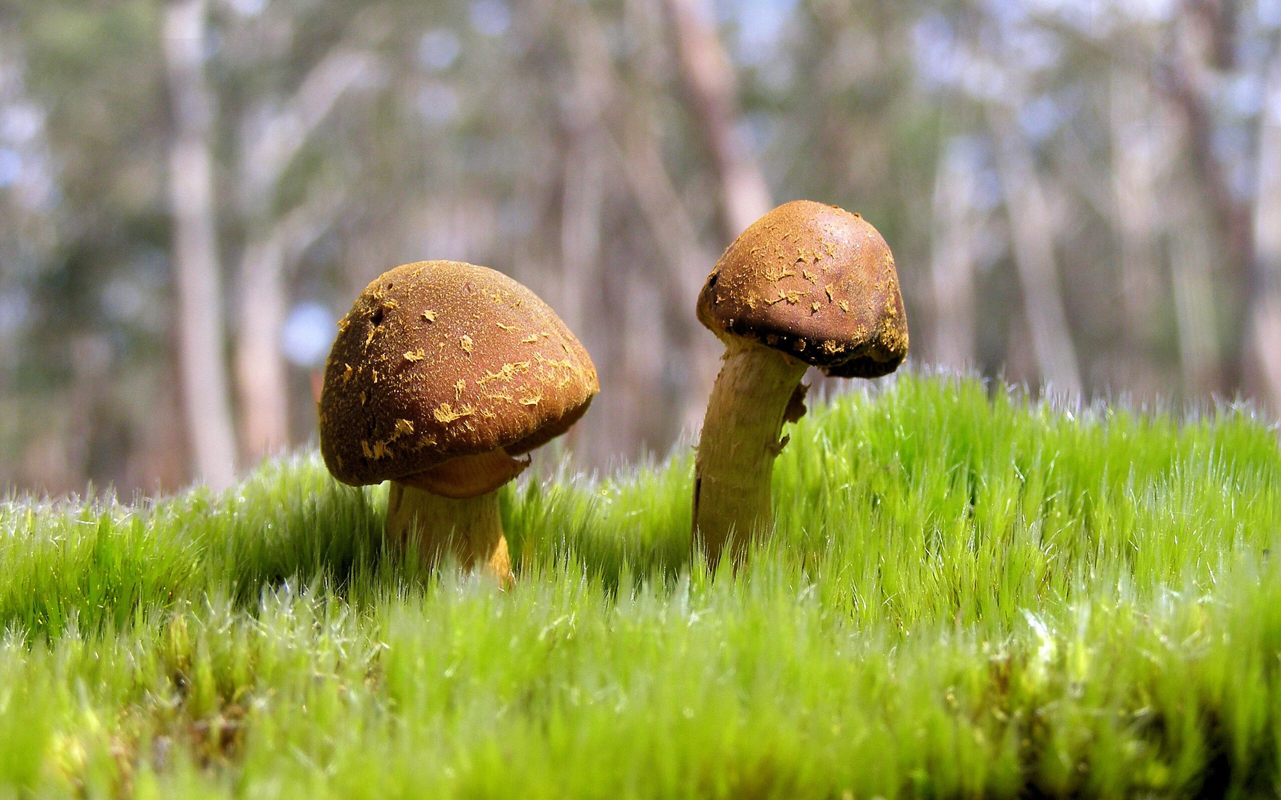 双重征服,当尼日利亚粉碎荷兰神话,库尔图瓦在西决生死战中加冕