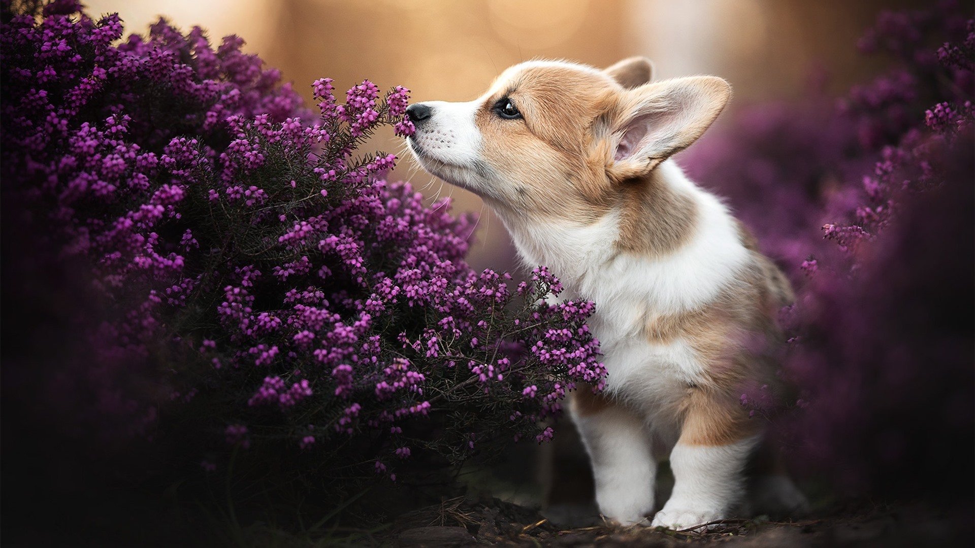 逆光,方向盘上的赌注与全队的重量