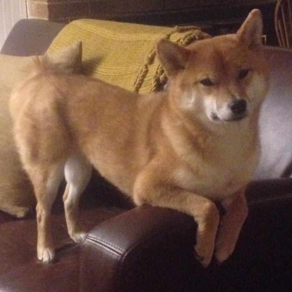 弗兰基之夜,葡萄牙征服亚平宁