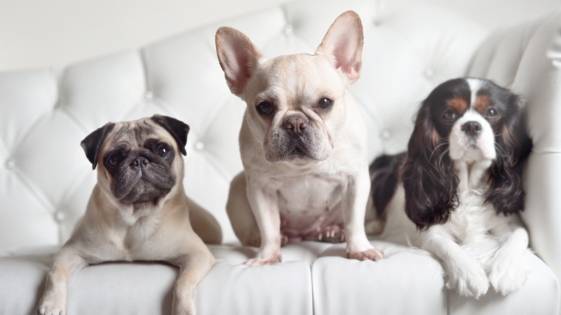 魔咒！约基奇背传跨越3000，雄鹿铁蹄踏碎凤凰城奇迹夜