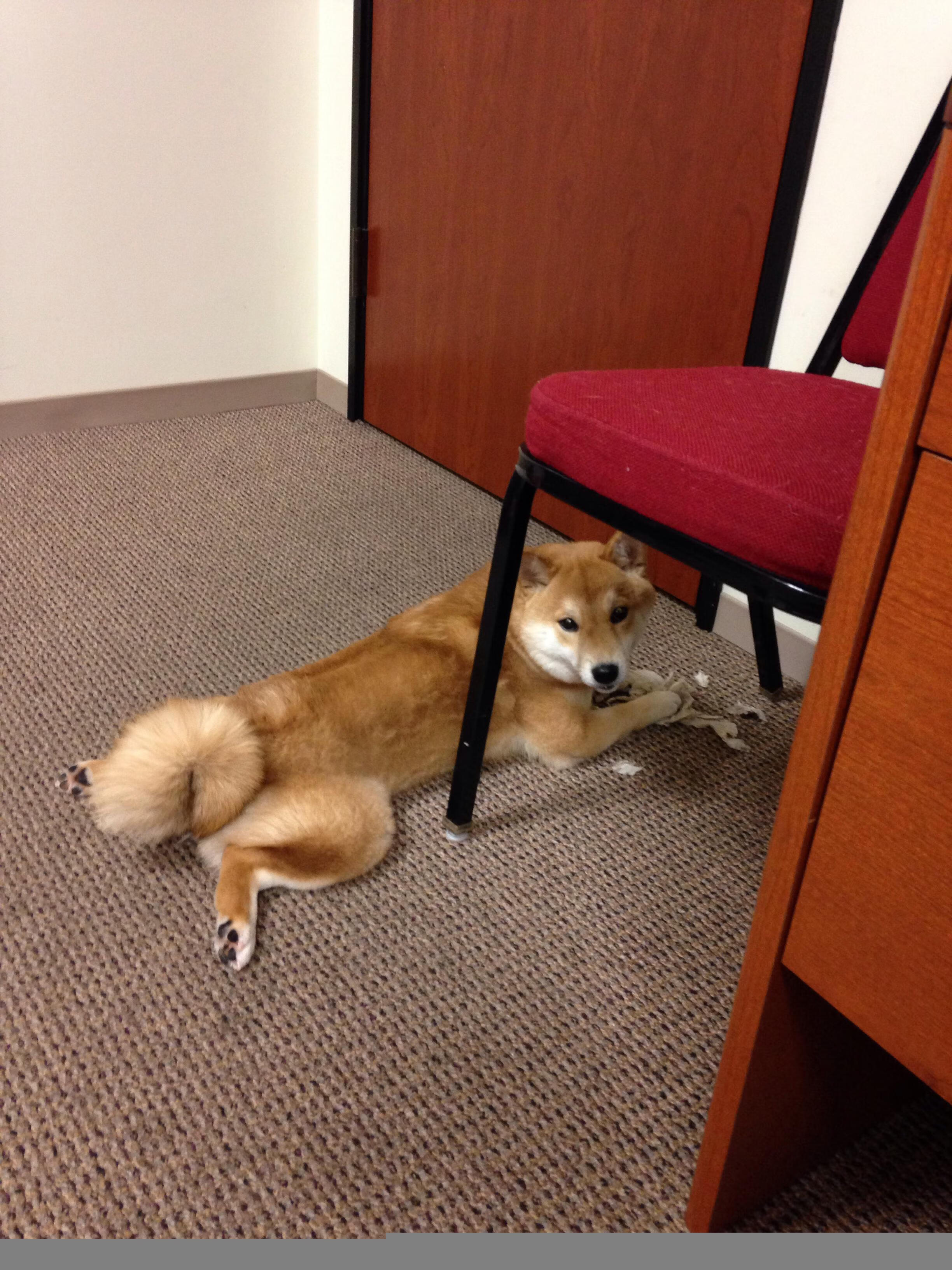 东西方篮球碰撞，从灰熊横扫浙江到恩比德的国际赛场统治