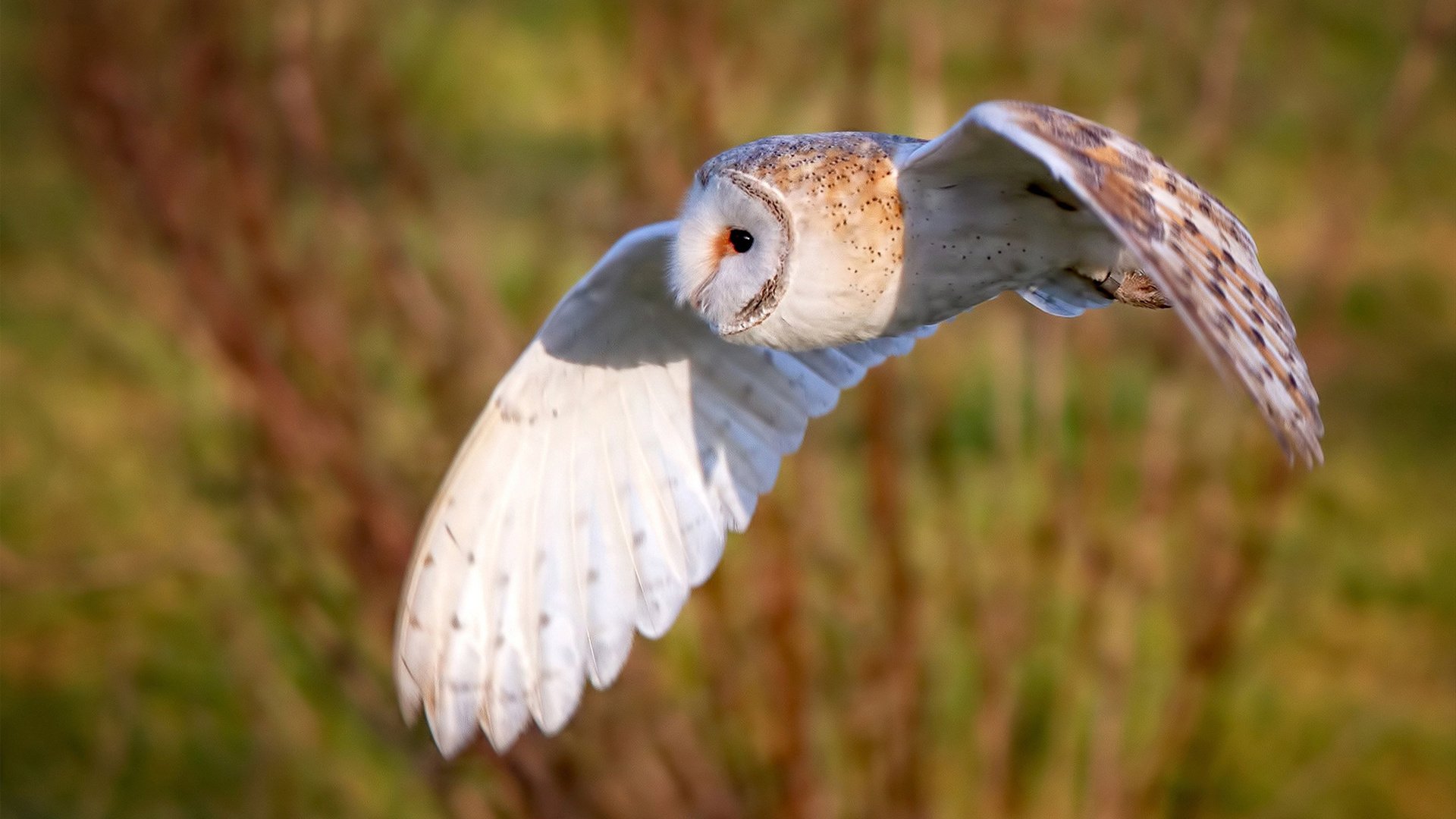 智慧绞杀,从欧冠决赛的想象,到绿军战术棋盘上对尼克斯的精密解构