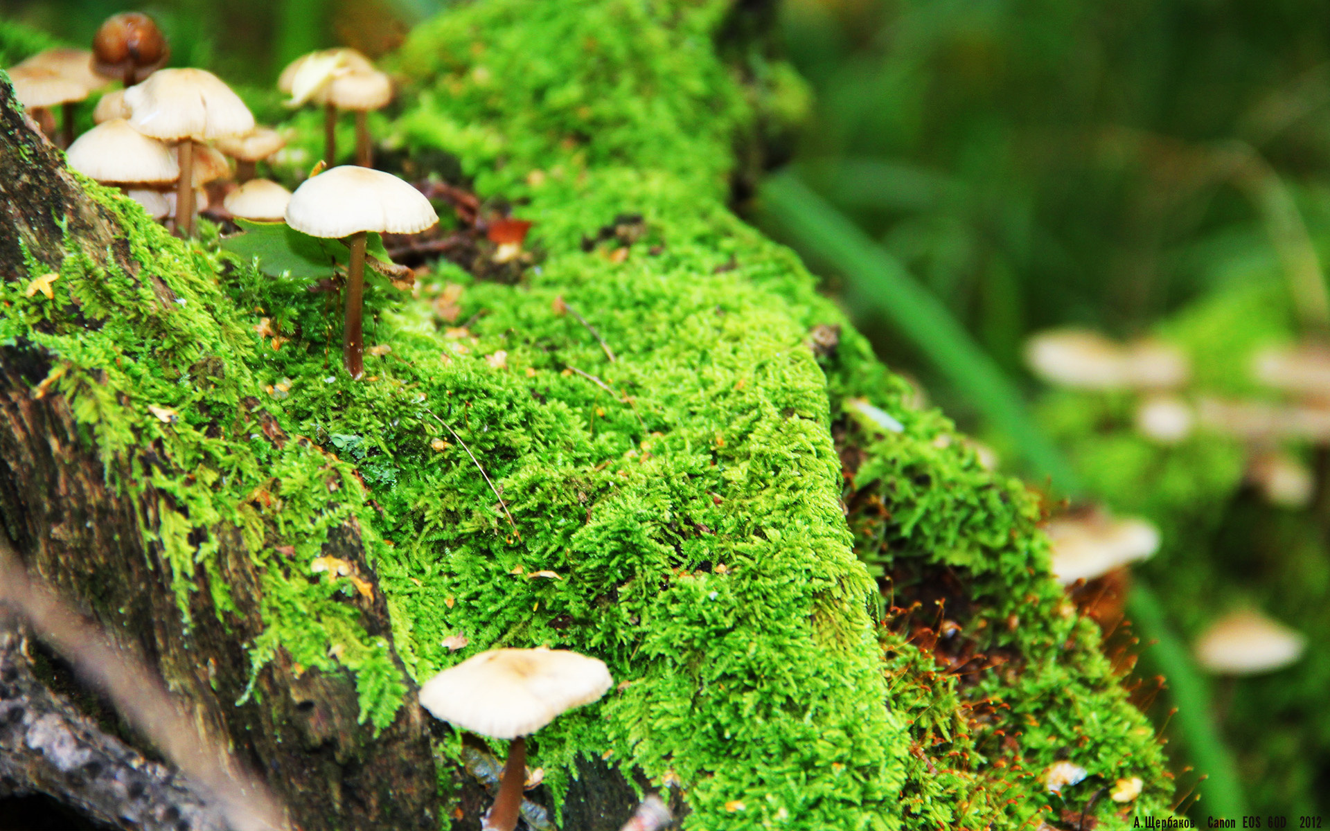 阿尔瓦雷斯关键时刻爆发,连续得分助玻利维亚历史性战胜丹麦