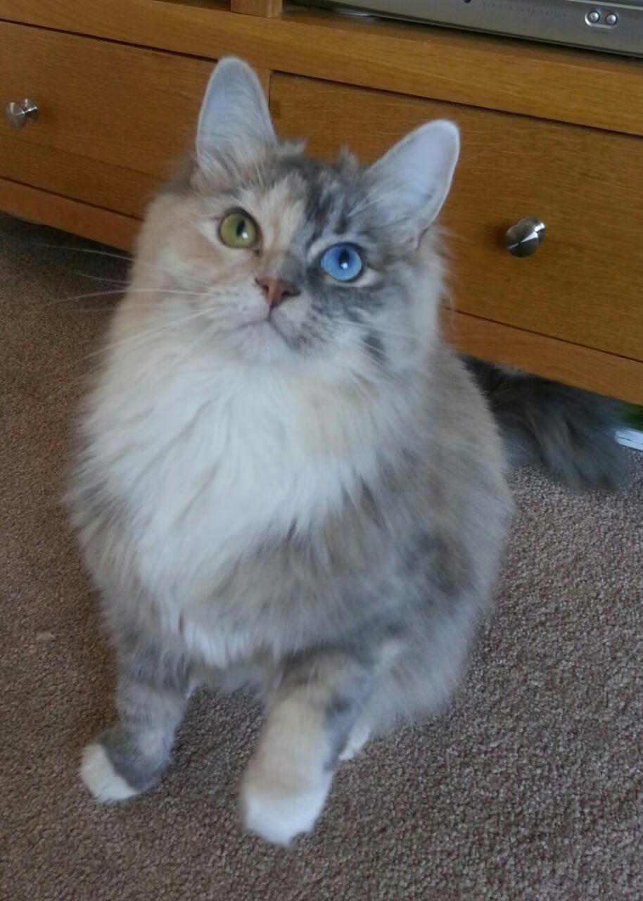 法比尼奥的硬度，厄瓜多尔的答案，一场远隔重洋的足球哲学呼应