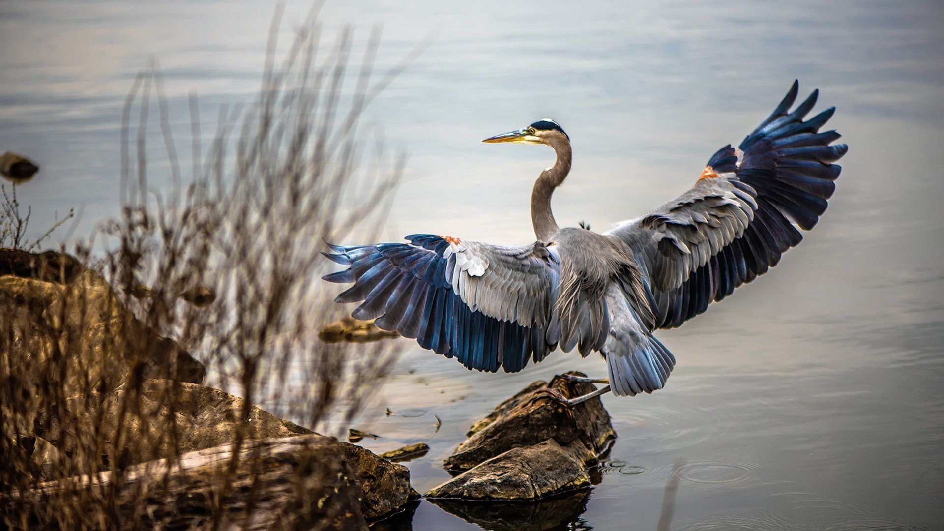 跨越五年的遥望，当森林狼横扫老鹰，伦纳德早已成为关键先生
